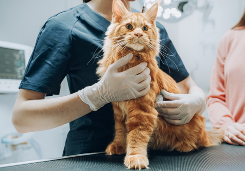Katze die auf dem Handlungstisch in einer Tierarztpraxis sitzt und von einer Ärztin sanft gehalten wird
