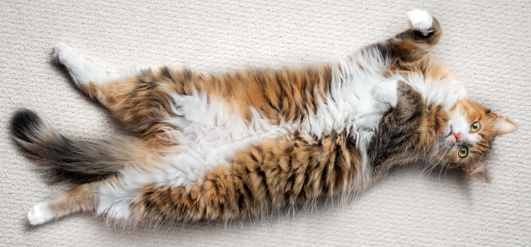 Katze liegt auf dem Rücken auf einem Teppichboden und sieht in die Kamara