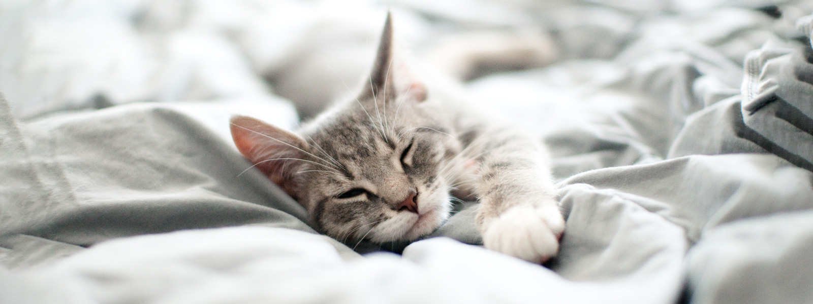 Katze die im Bett auf einer Decke liegt und schläft