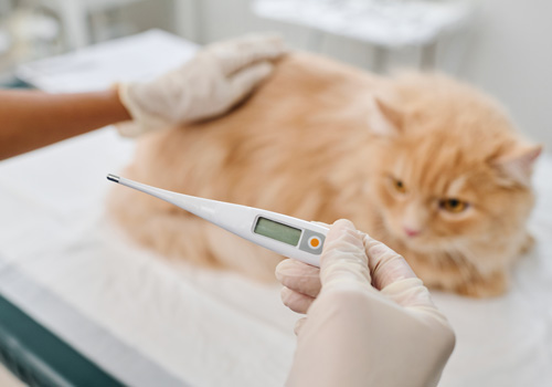 Katze sitzt auf einem Tisch beim Tierarzt und die Tierärztin hat ein Thermometer in der Hand