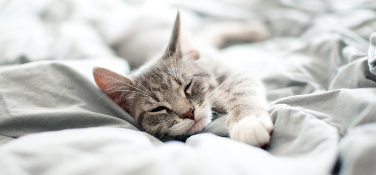 Katze die im Bett auf einer Decke liegt und schläft