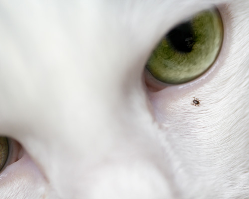 Ein Ausschnitt eines Katzenkopfs bei der unter dem grünen Auge eine Zecke am Fell sitzt