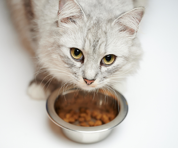 Katze riecht an Katzenfutter aber frisst nicht