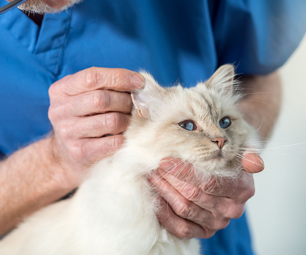 Ein Tierarzt untersucht eine Katze nach Katzenflöhen
