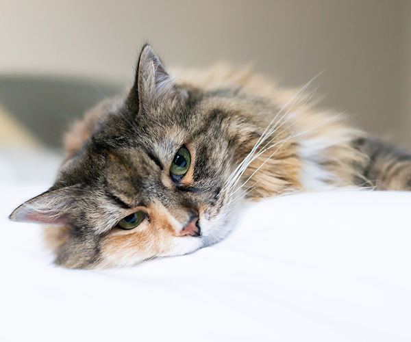 Eine müde Katze mit warmen Ohren liegt im Bett