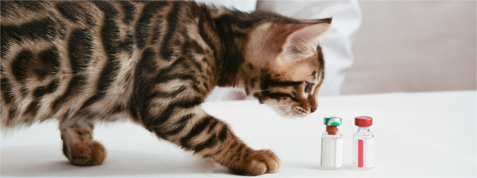Eine kleine Katze riecht an einem Impfstoff