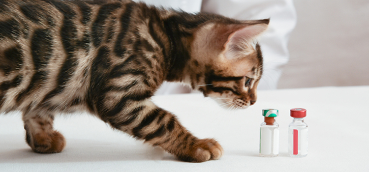 Eine kleine Katze riecht an einem Impfstoff