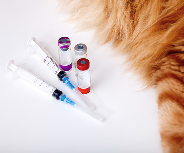 Mehrere Impfungen liegen neben einer Katze