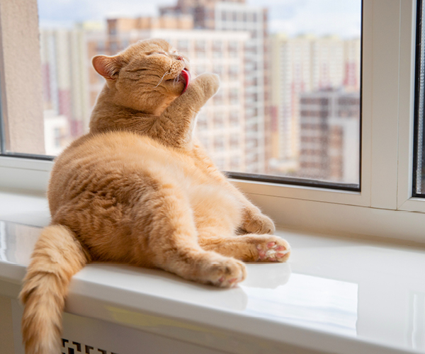 Eine Wohnungskatze schleckt sich vor dem Fenster