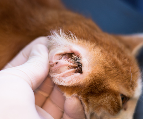 Eine Katze mit Ohrmilben wird behandelt
