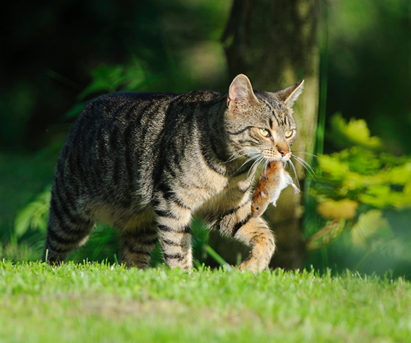Eine Katze mit einer Maus im Maul
