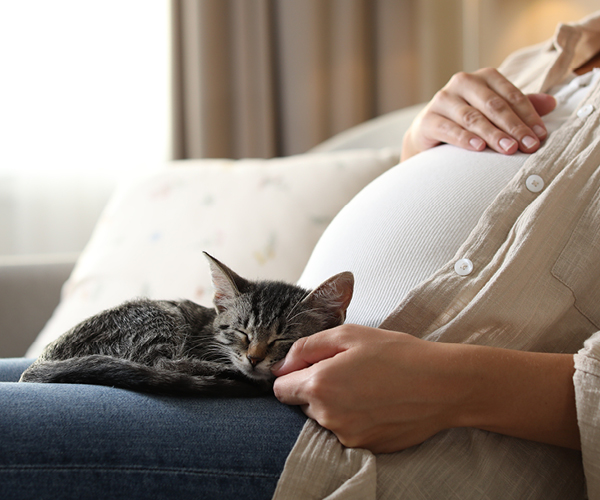 Ein Kitten sitzt auf einer schwangeren Frau