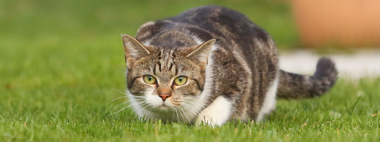 Eine Katze jagt in der Natur