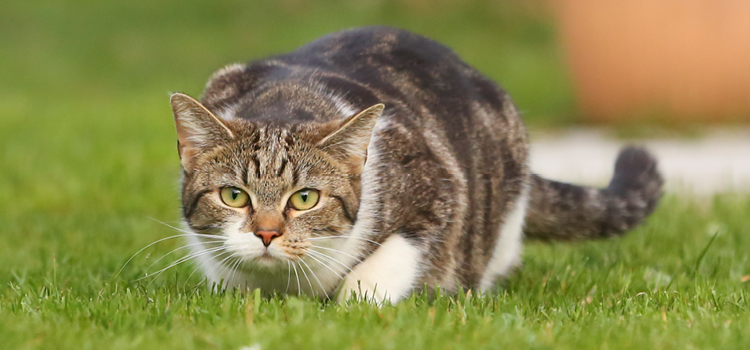 Eine Katze jagt in der Natur
