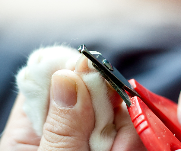 Katzenkrallen werden mit einer Schere geschnitten