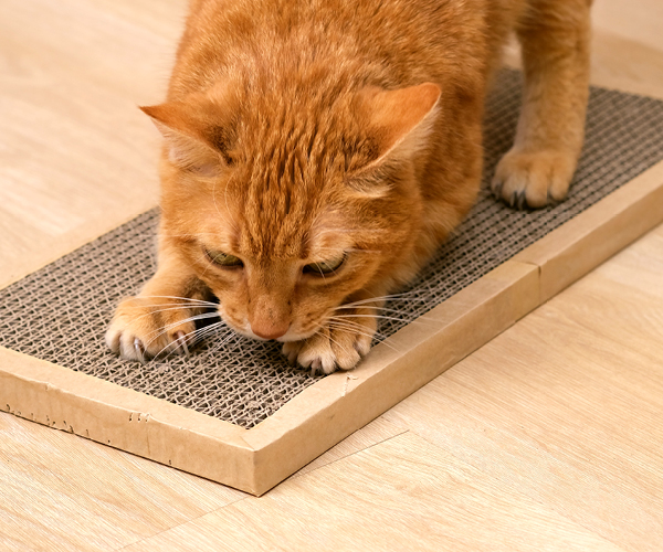 Katze kratzt an einem Kratzbrett