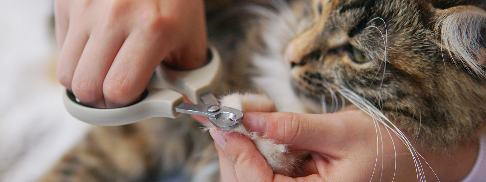 Einer Katze werden die Krallen geschnitten