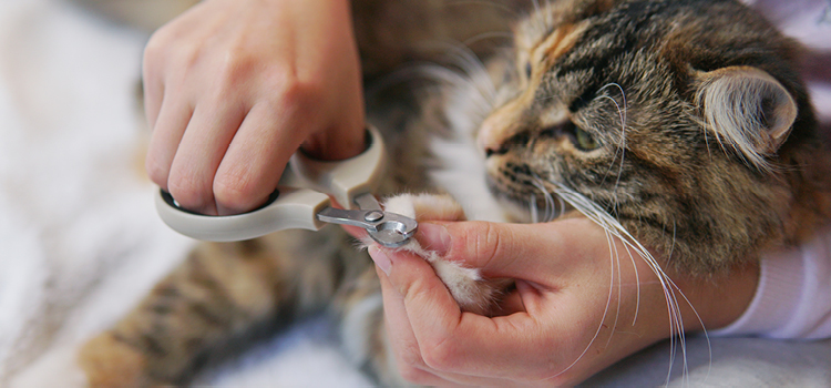 Einer Katze werden die Krallen geschnitten