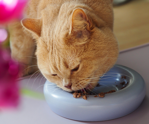 Eine Katze frisst Katzenfutter aus einem Napf