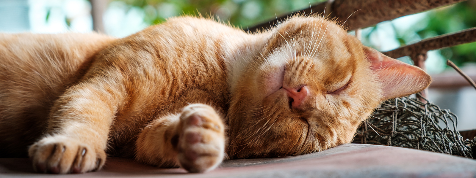 Eine entspannte Katze liegt auf einer Decke