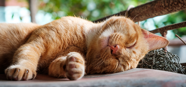 Eine entspannte Katze liegt auf einer Decke