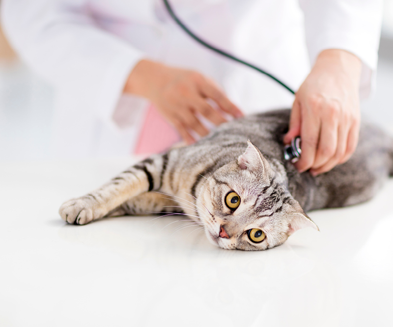 Katze wird beim Tierarzt untersucht