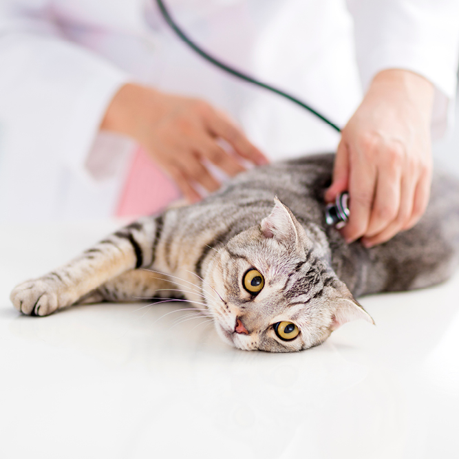 Katze wird beim Tierarzt untersucht