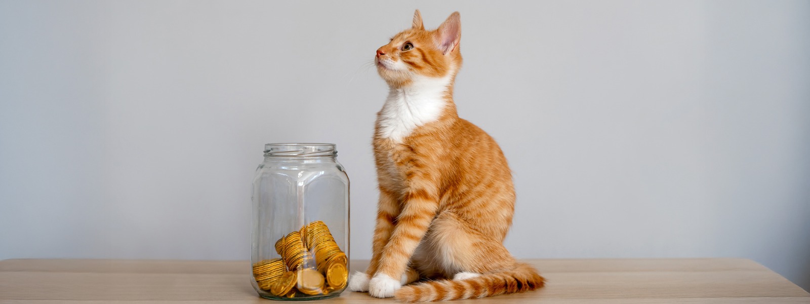 Katze sitzt neben einem Glas mit Münzen