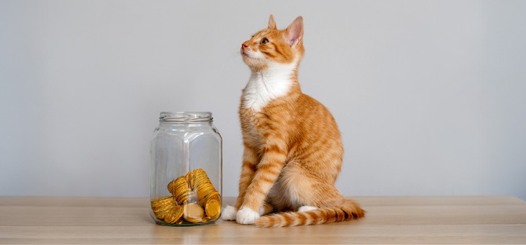 Katze sitzt neben einem Glas mit Münzen