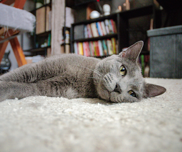 Russisch Blau Katze liegt auf dem Teppich