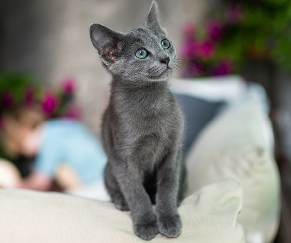 Russisch Blau Kitten schaut neugierig