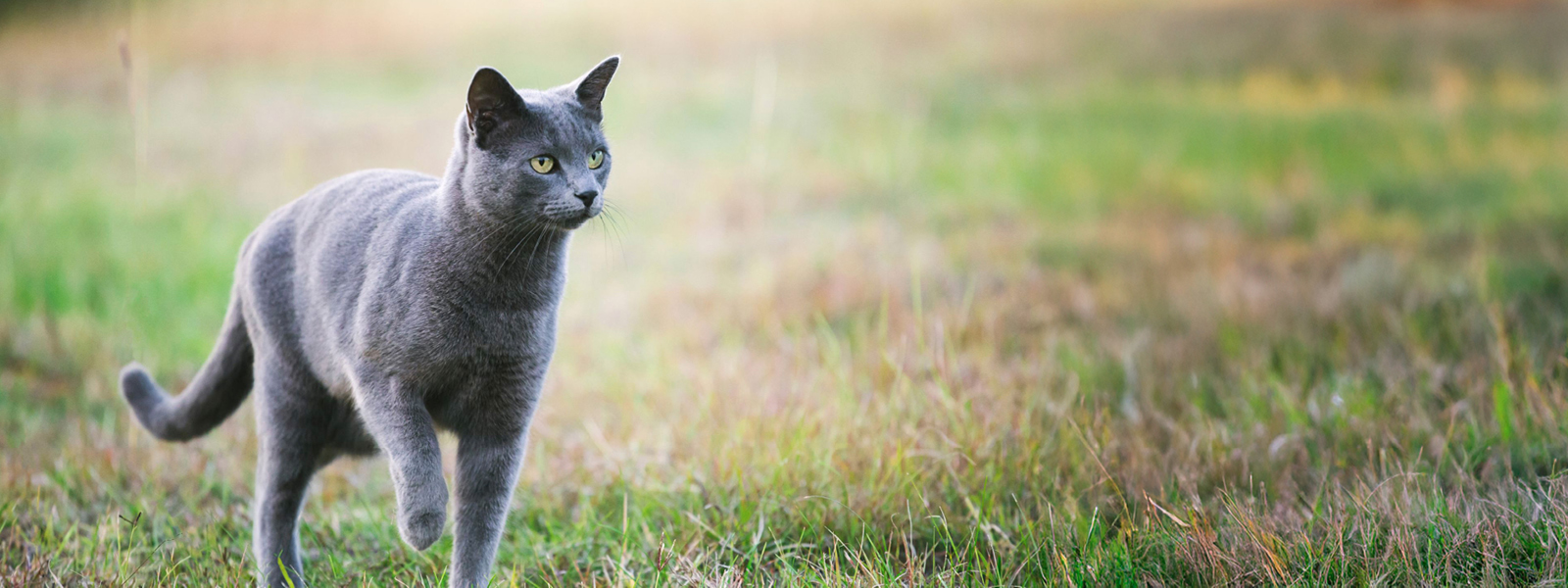 Russisch Blau Katze spaziert in der Natur