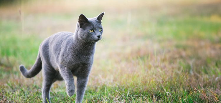 Russisch Blau Katze spaziert in der Natur