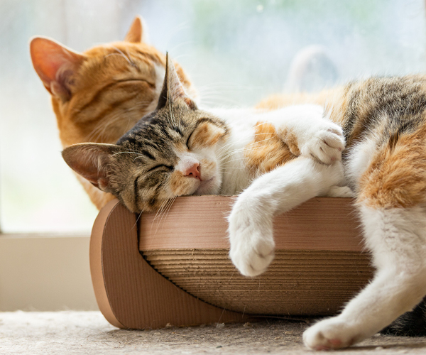 Zwei Katzen kuscheln zusammen