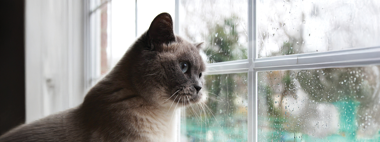 Eine Katze schaut aus einem Fenster während es draußen regnet