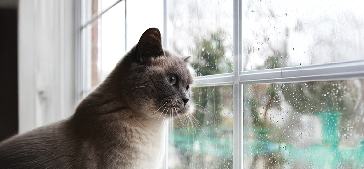 Eine Katze schaut aus einem Fenster während es draußen regnet