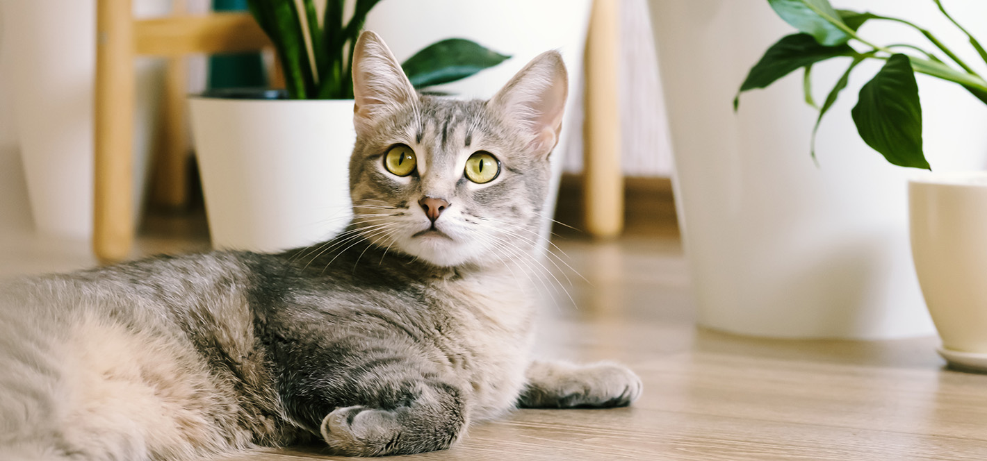 Katze liegt neben mehreren Pflanzen