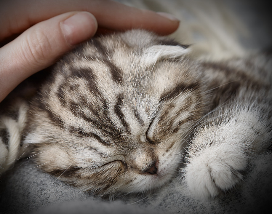 Schlafendes Kitten welches von einer Hand gestreichelt wird