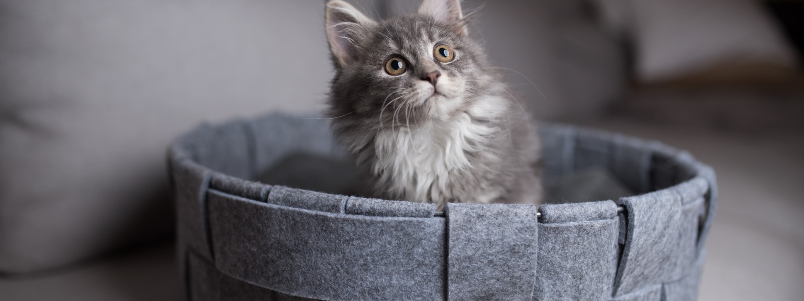 Eine Katze sitzt im Korb