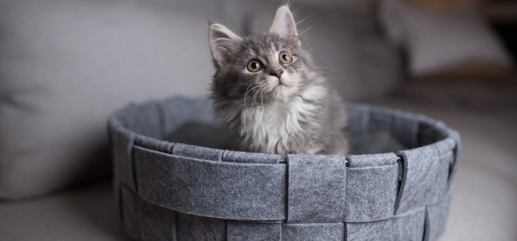 Eine Katze sitzt im Korb
