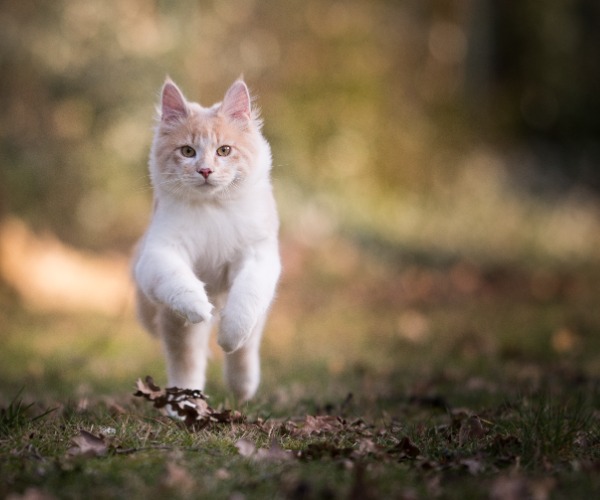 Katze mit Flöhen läuft in der Natur