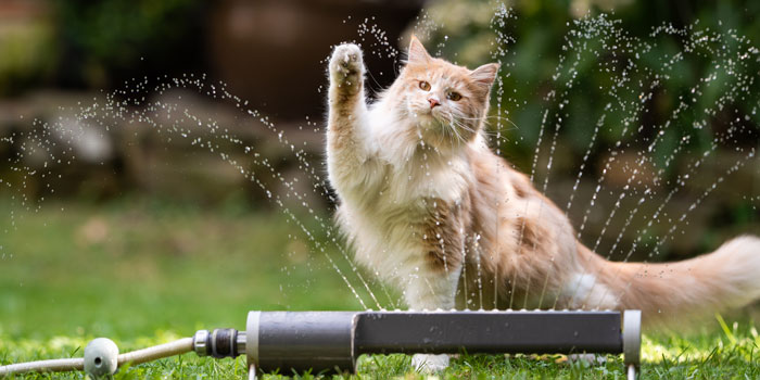 katze vor einem wassersprinkler