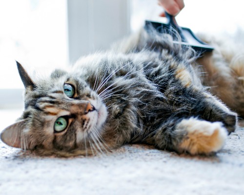 Katze wird mit einer Bürste gebürstet