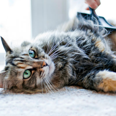 Katze die auf dem Boden liegt und sich ihr Fell mit einer Fellbürste bürsten lässt