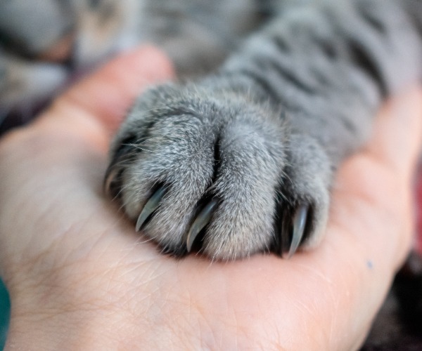 Katzenpfoten werden gepflegt