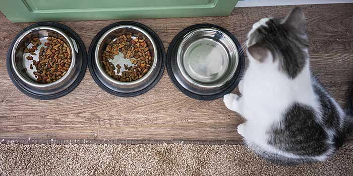 Katze sitzt vor Fressgeschirr gefüllt mit Trockenfutter und Wasser