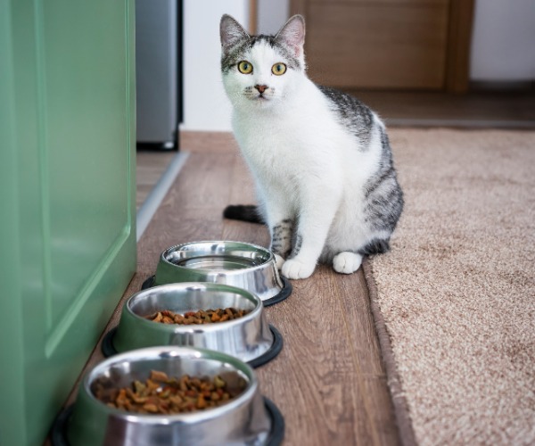 Katze sitzt vor drei Futternäpfen