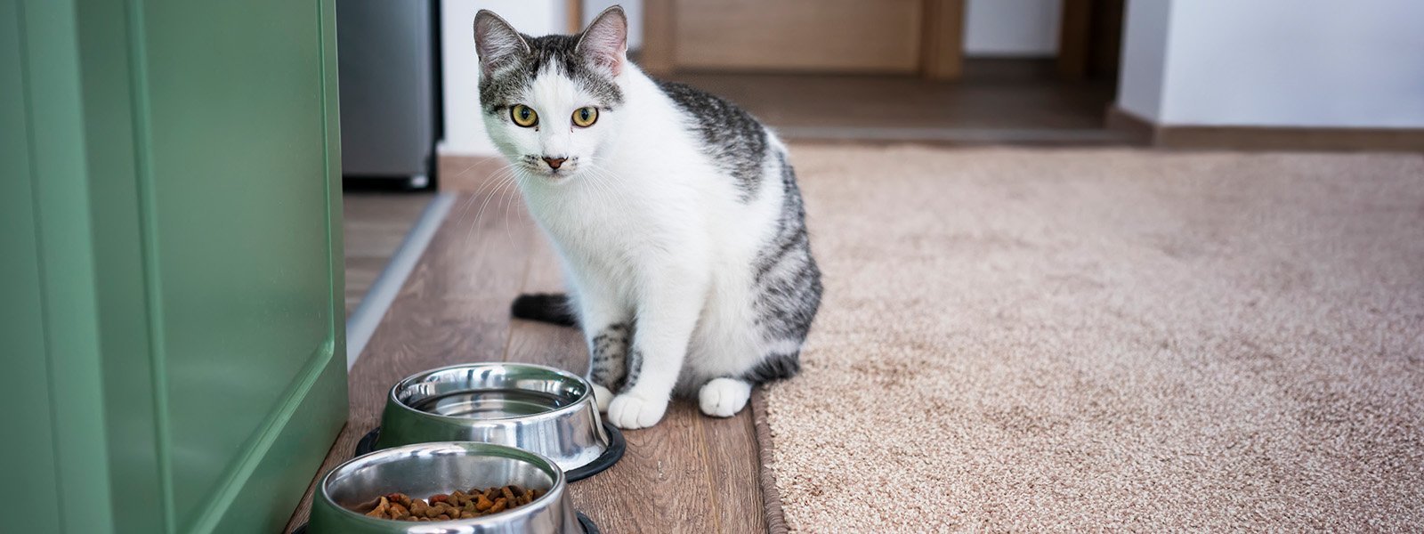 Richtige Fütterung von Katzen Was, wieviel, wie oft?