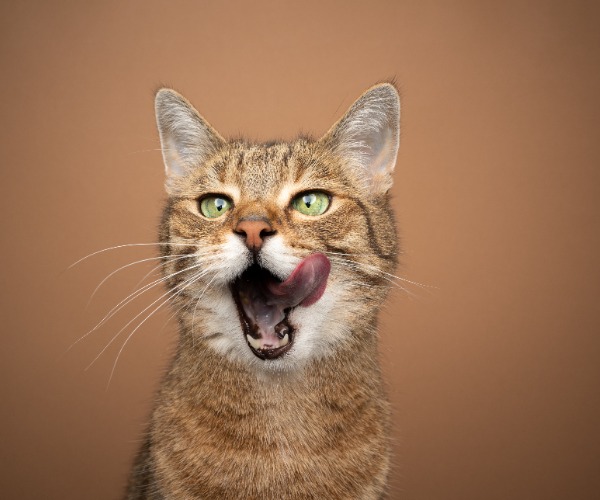 Katze die sich mit ihrer Zunge das Maul schleckt