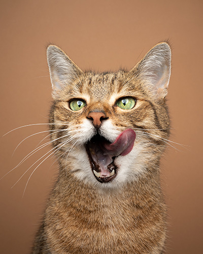 Katze die sich mit ihrer Zunge das Maul schleckt